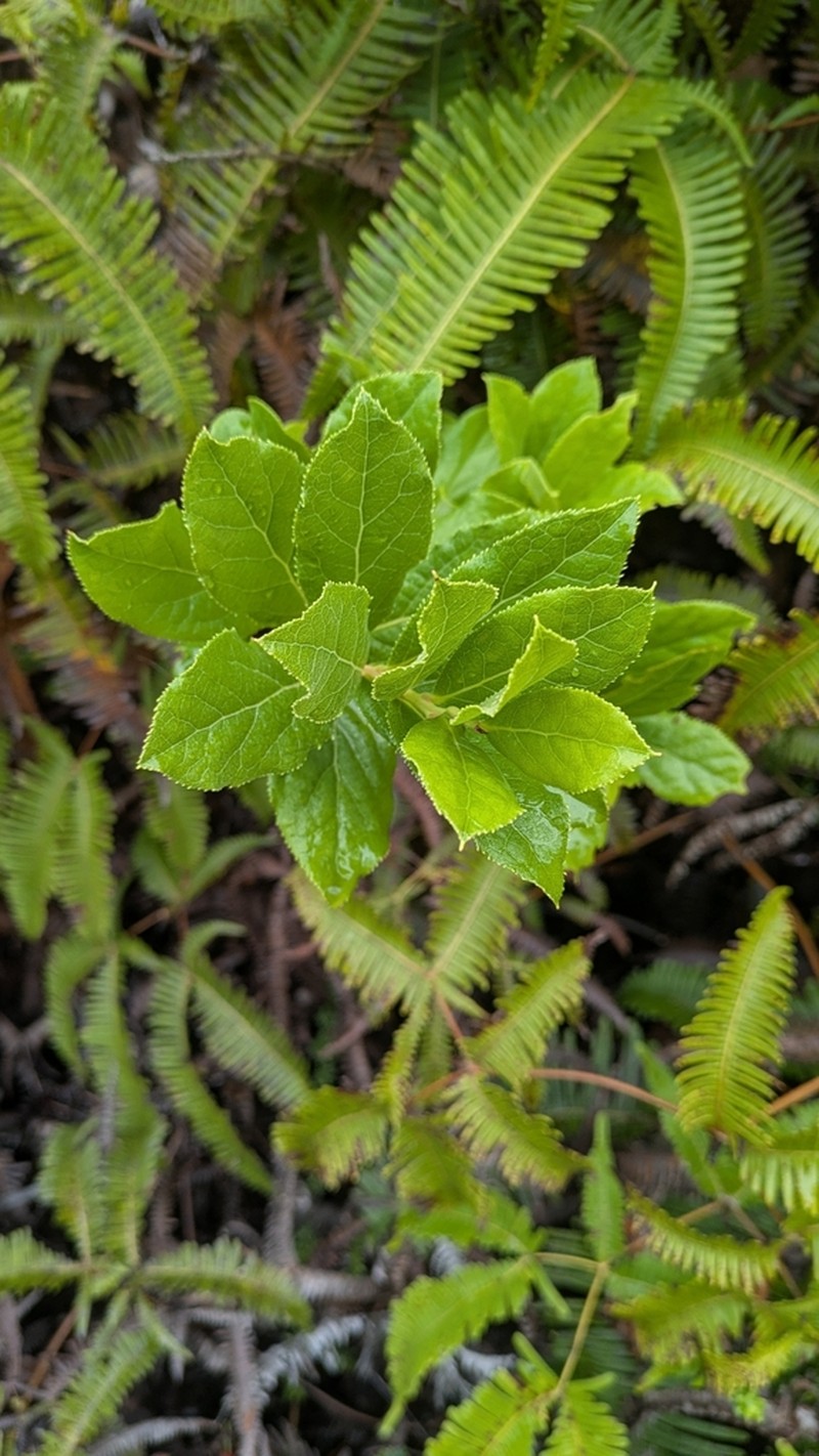 Ohelo Kau La'Au photo 4