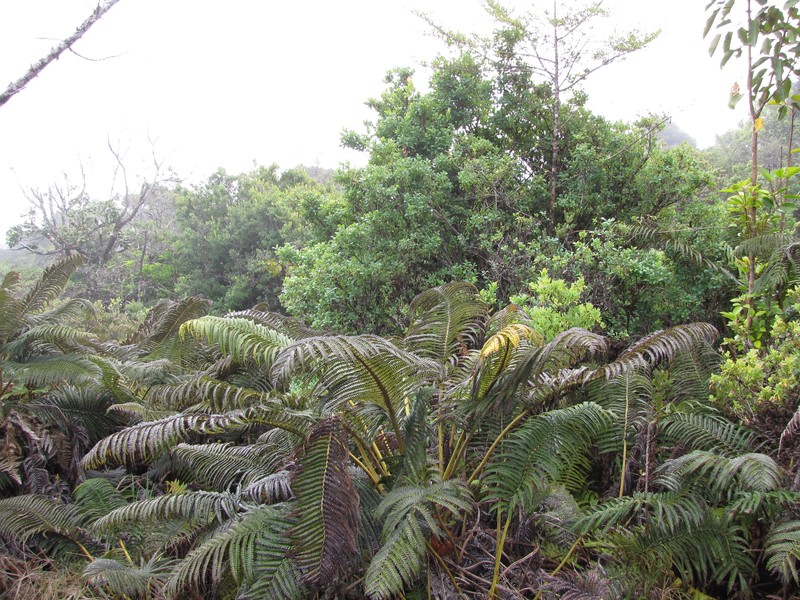 Ohelo Kau La'Au photo 2