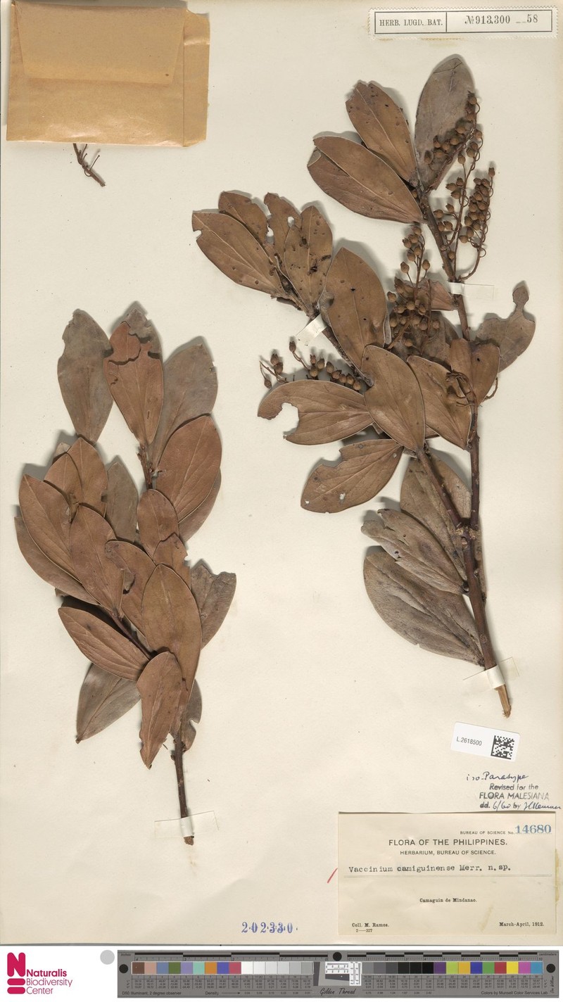 Vaccinium camiguinense