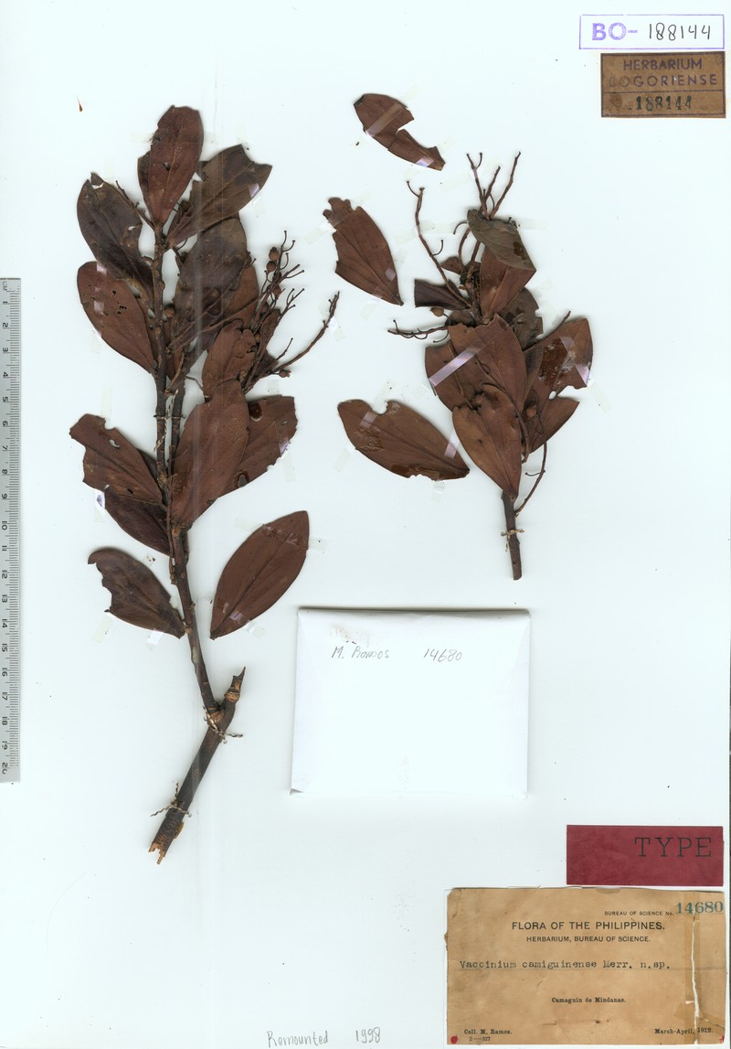 Vaccinium camiguinense photo 2