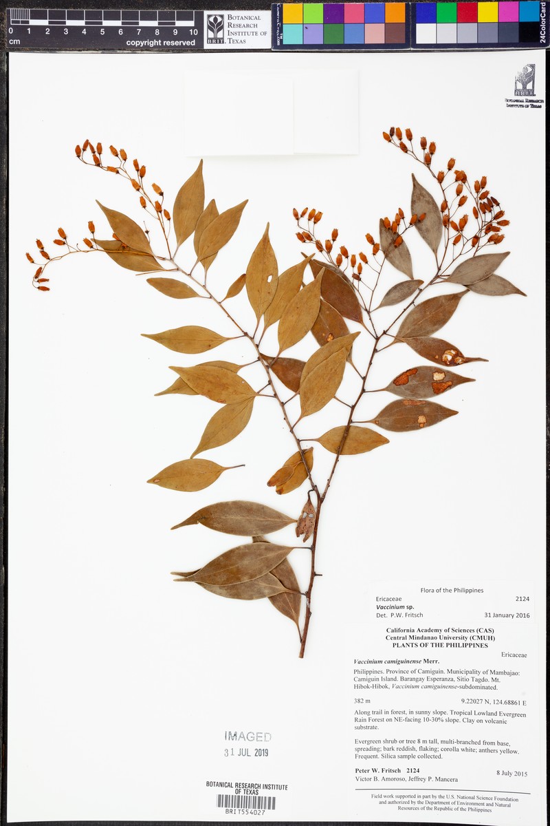 Vaccinium camiguinense photo 3