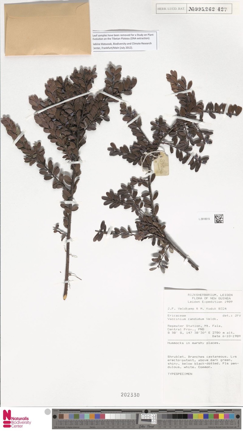 Vaccinium candidum