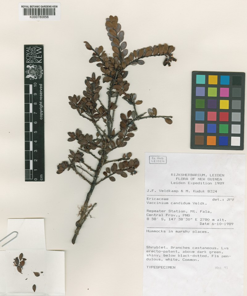 Vaccinium candidum photo 2