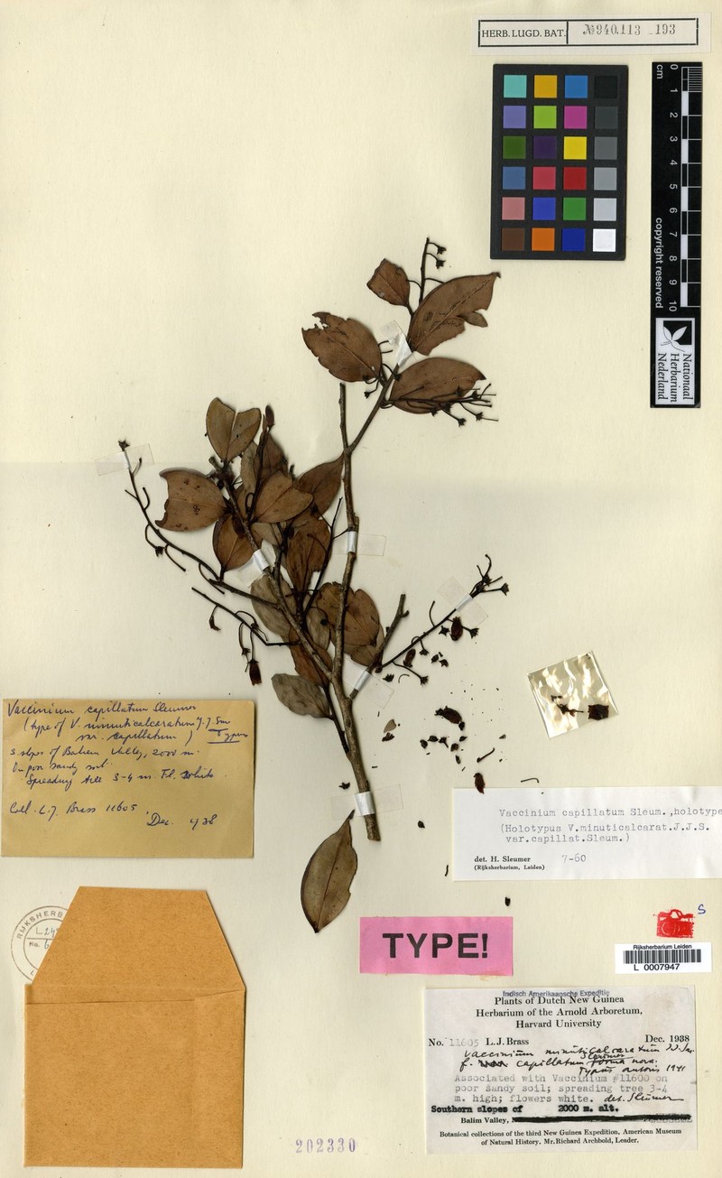 Vaccinium capillatum