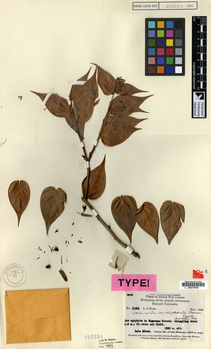 Vaccinium cardiophorum