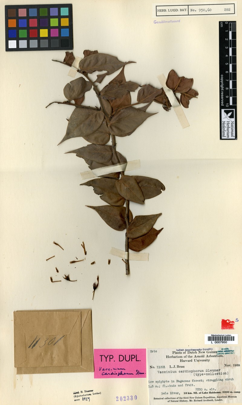 Vaccinium cardiophorum photo 2