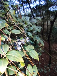 Vaccinium carlesii