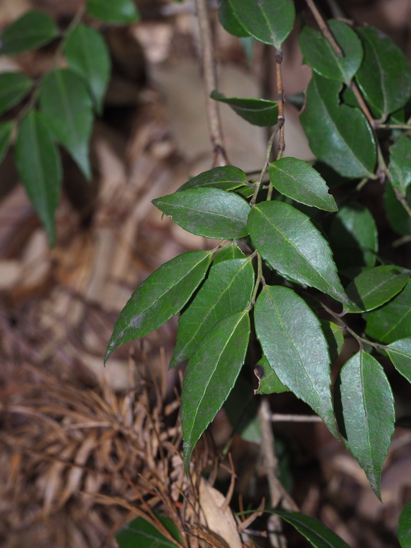 Vaccinium carlesii photo 2