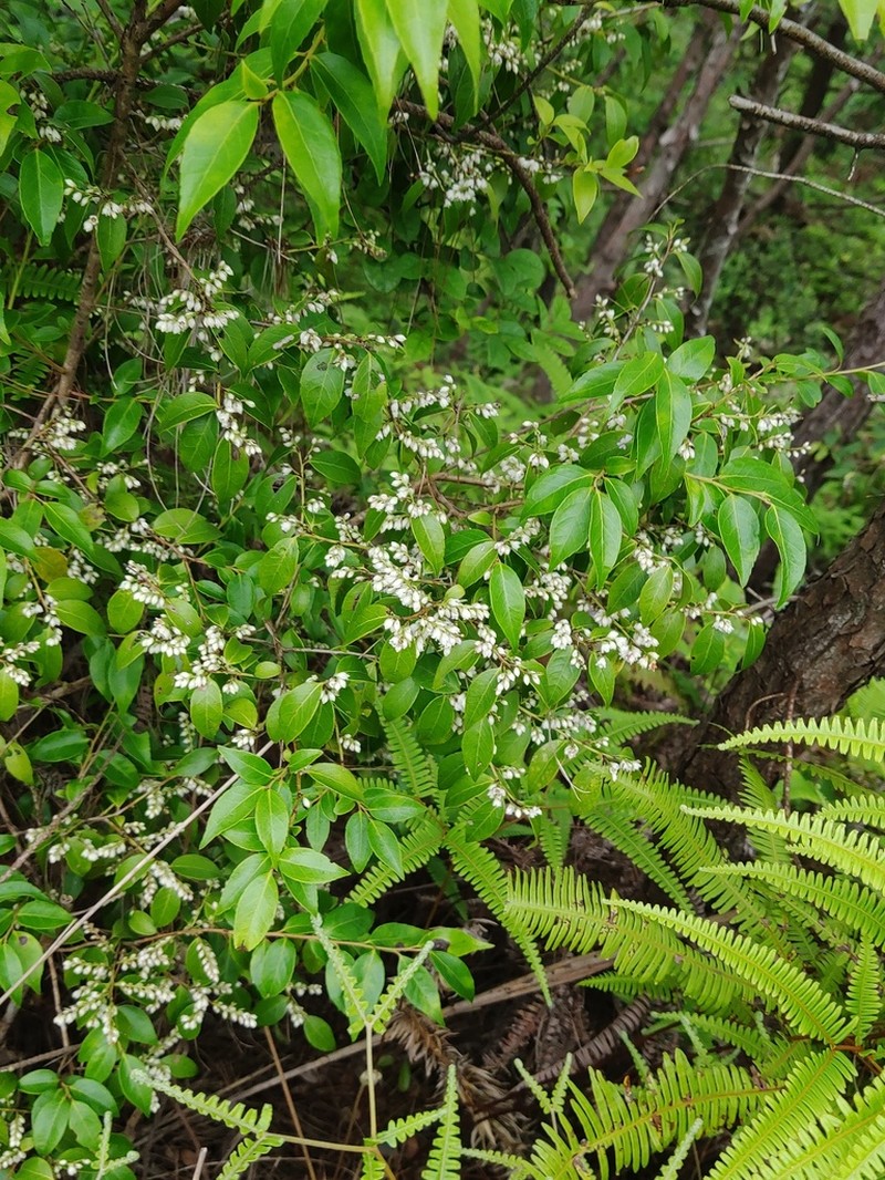 Vaccinium carlesii photo 3