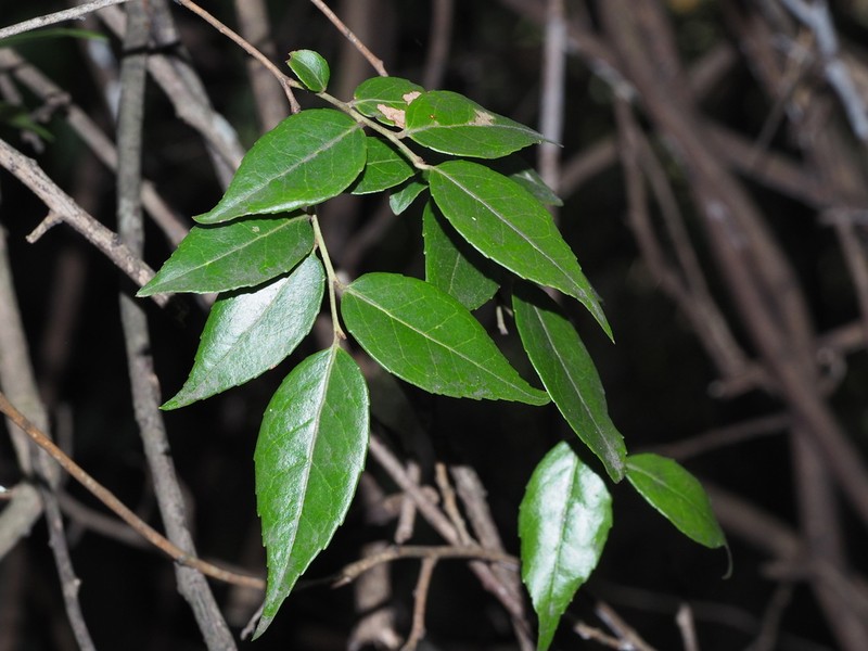 Vaccinium carlesii photo 4