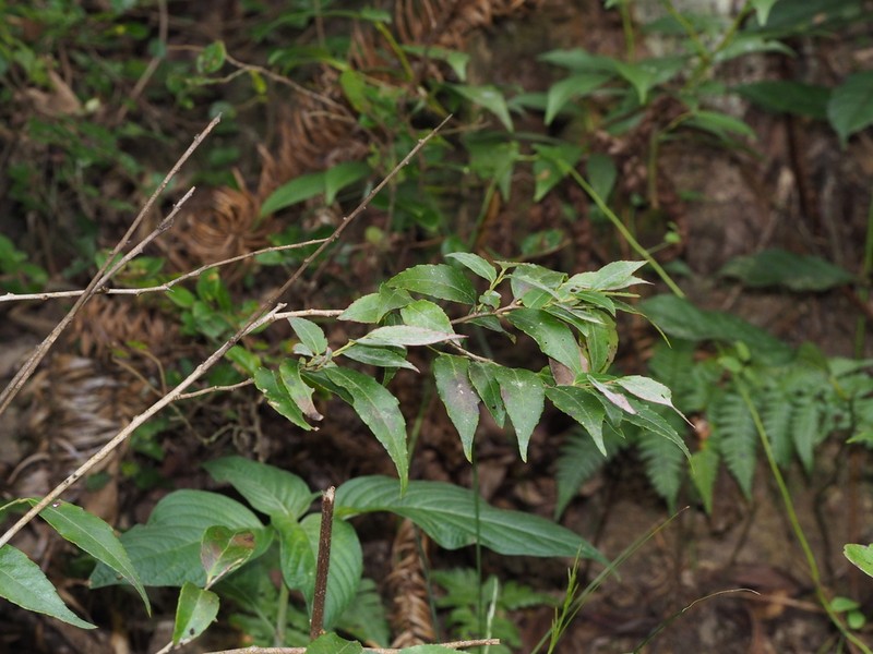 Vaccinium carlesii photo 5