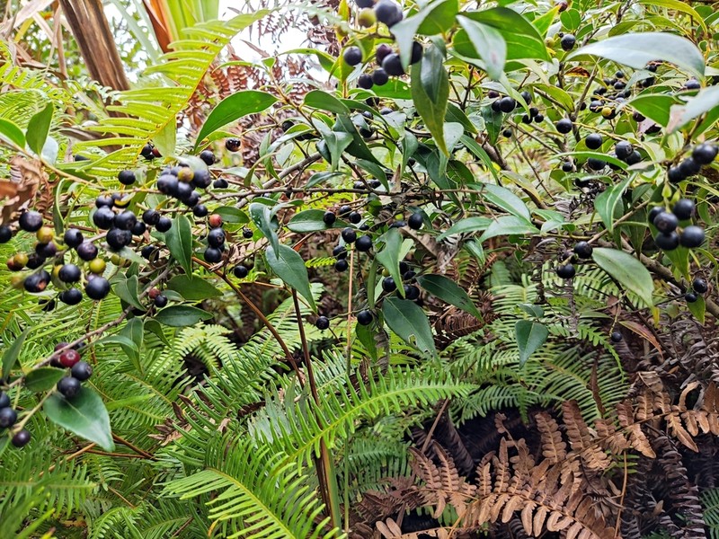 Vaccinium carlesii photo 6