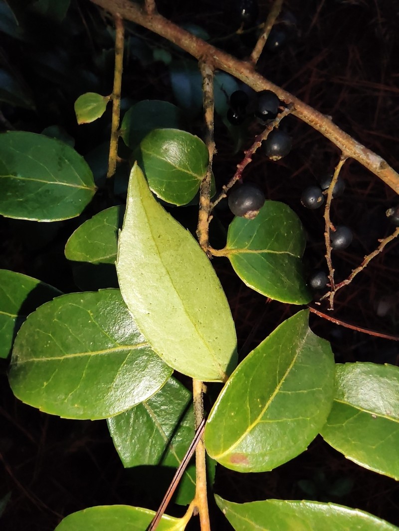 Vaccinium carlesii photo 7