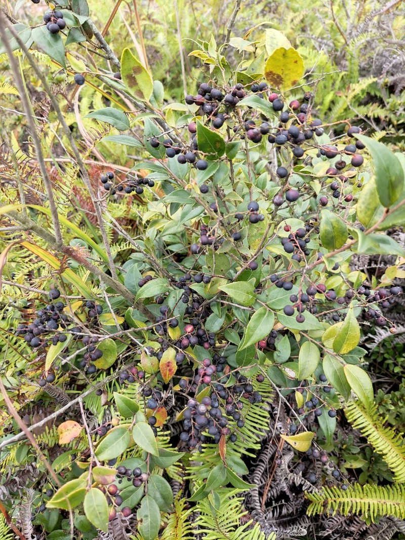 Vaccinium carlesii photo 8