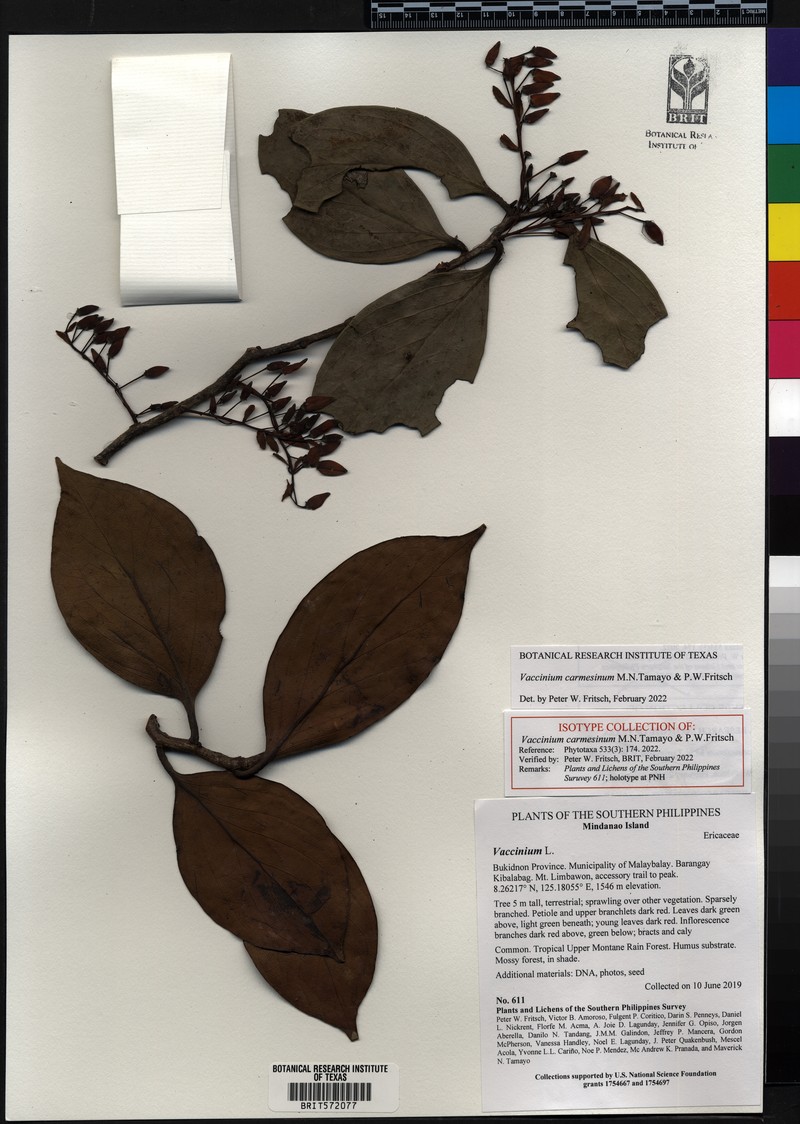 Vaccinium carmesinum