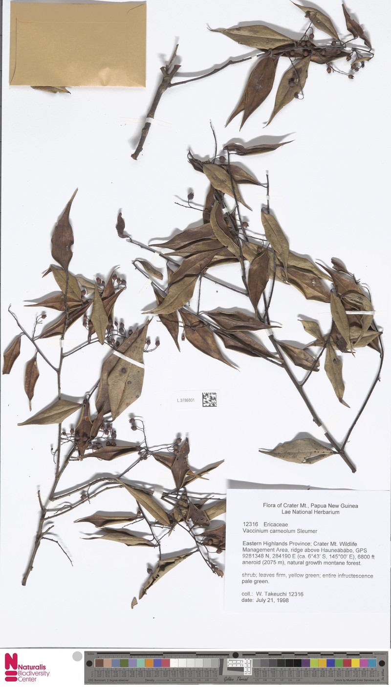 Vaccinium carneolum