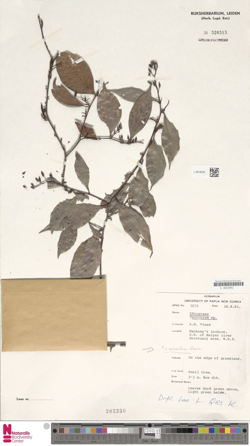 Vaccinium carneolum photo 2