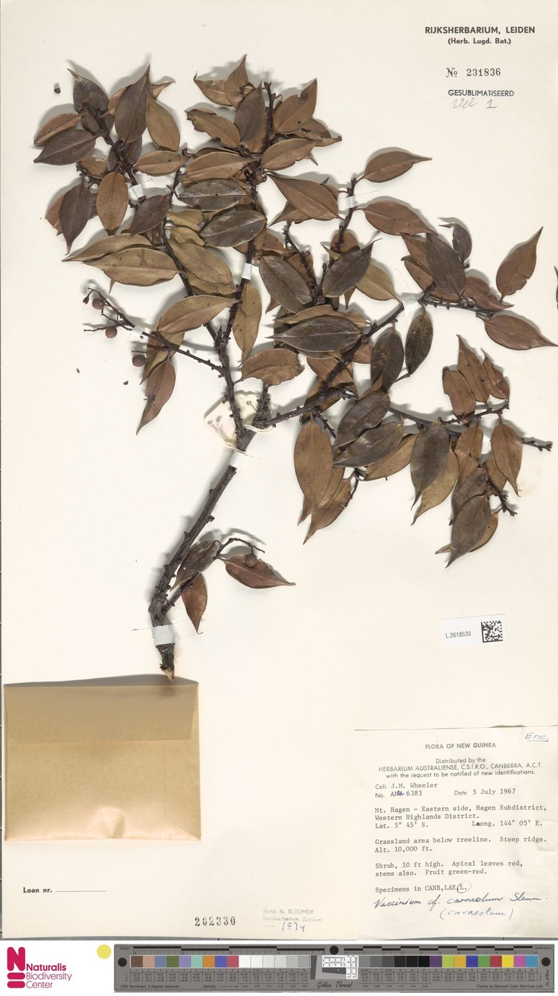 Vaccinium carneolum photo 3