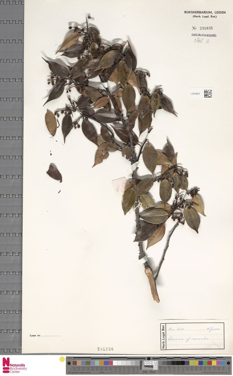 Vaccinium carneolum photo 4