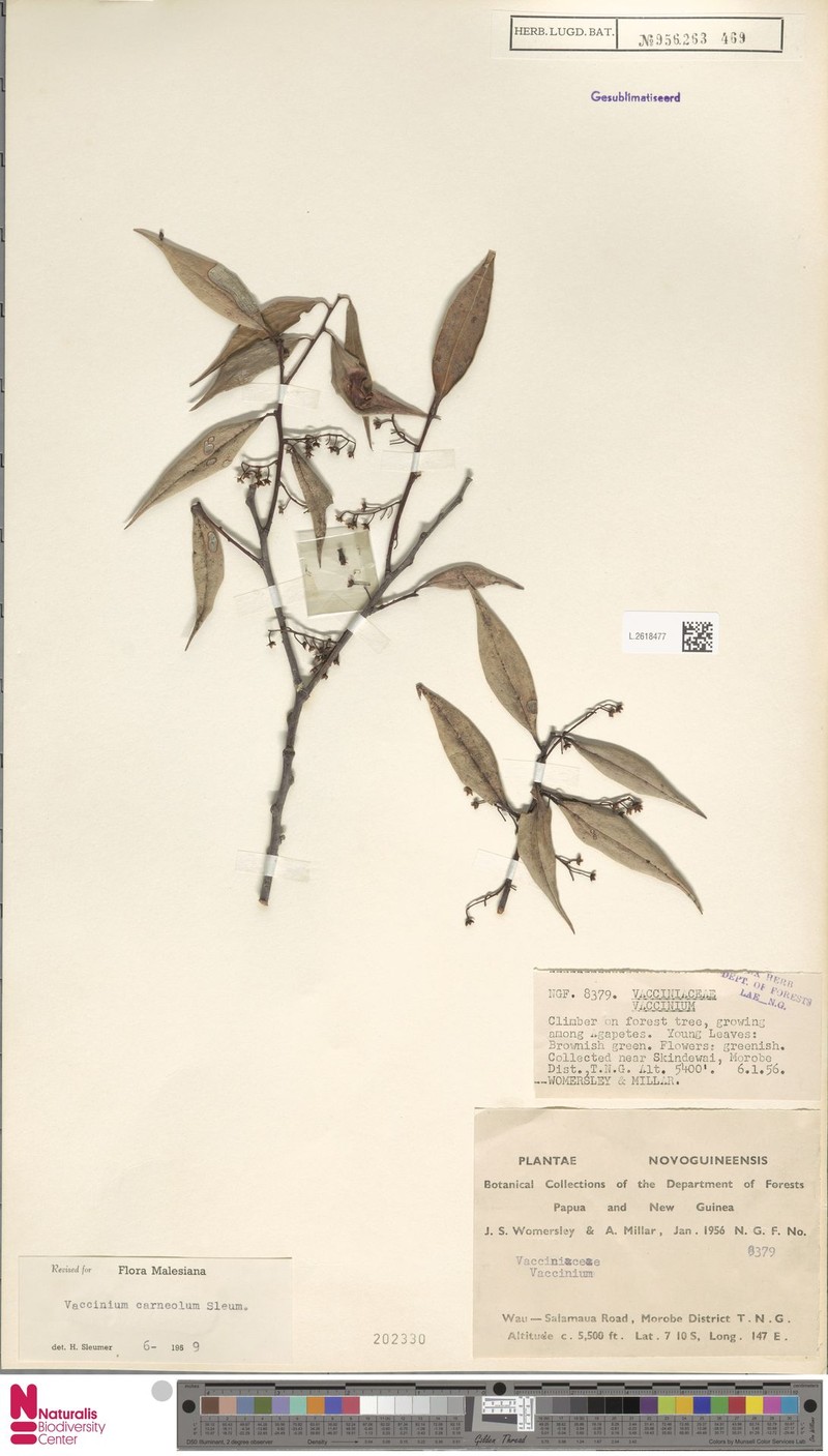 Vaccinium carneolum photo 5