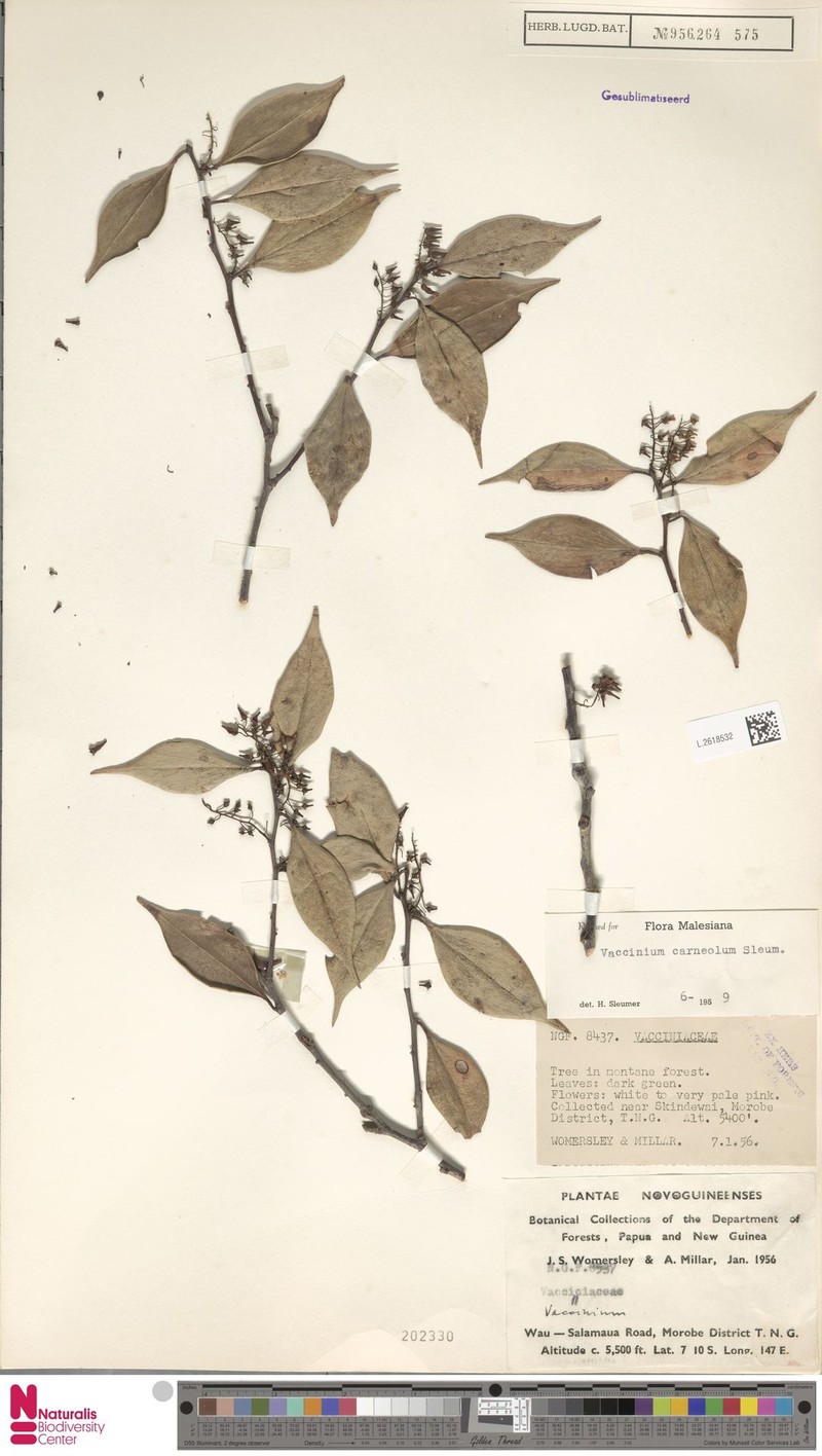 Vaccinium carneolum photo 6