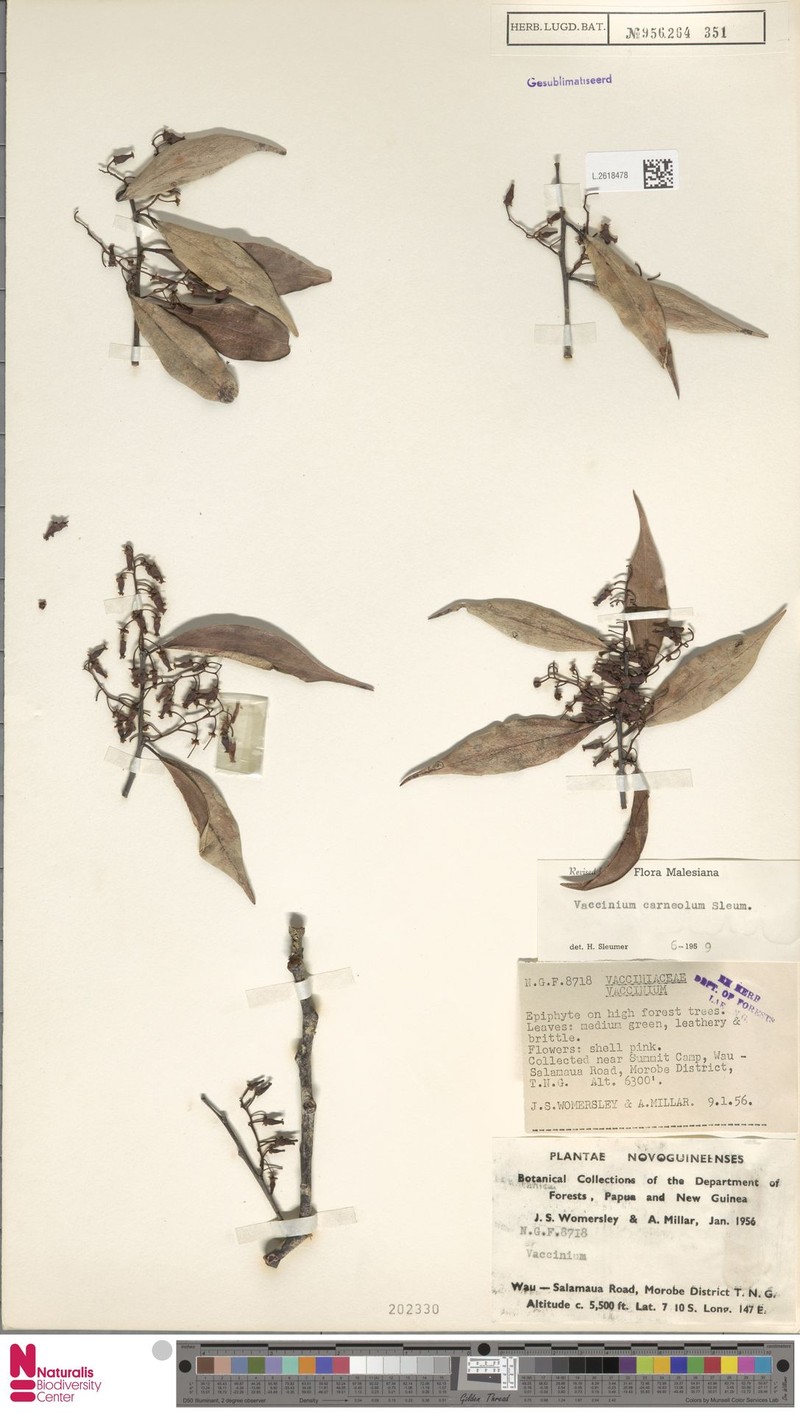 Vaccinium carneolum photo 7