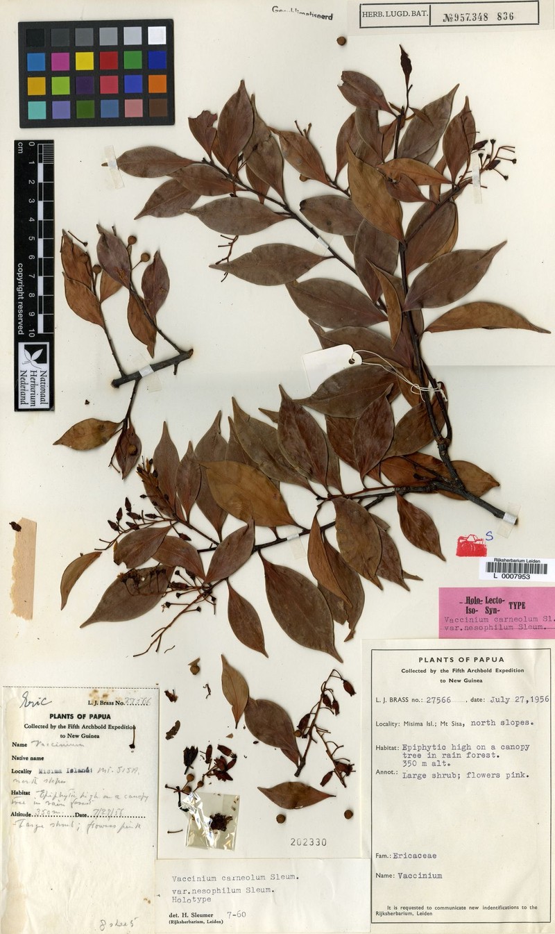 Vaccinium carneolum photo 8