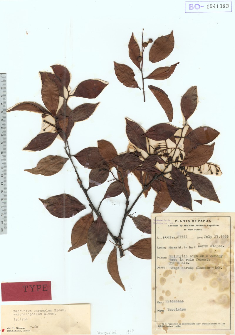 Vaccinium carneolum var. nesophilum photo 2