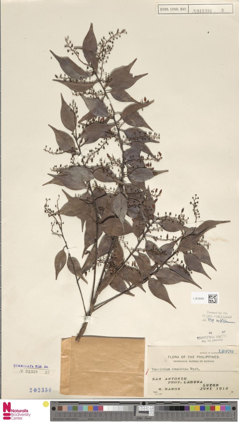 Vaccinium caudatum