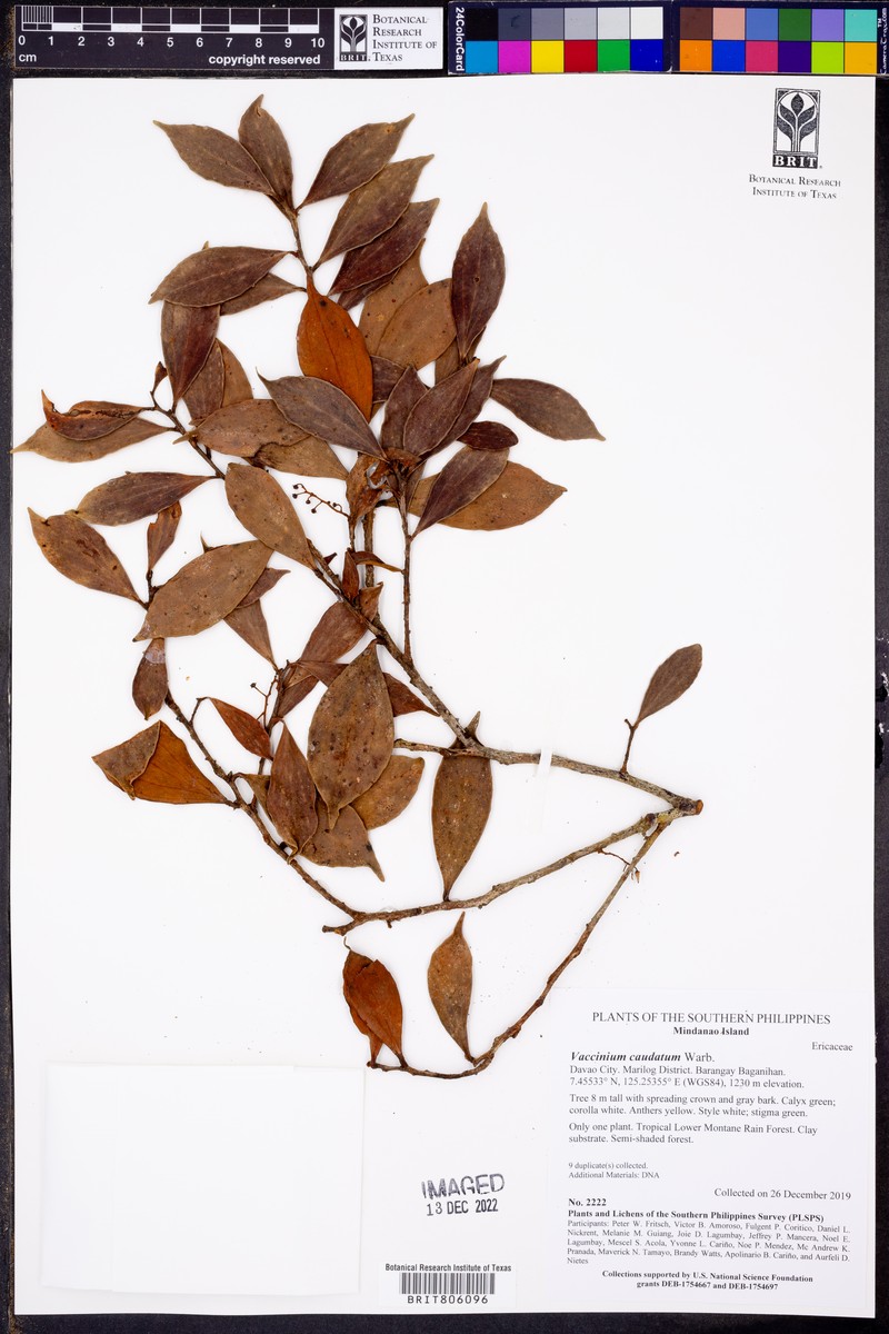 Vaccinium caudatum photo 2