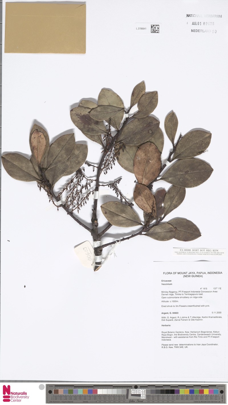 Vaccinium cavendishioides