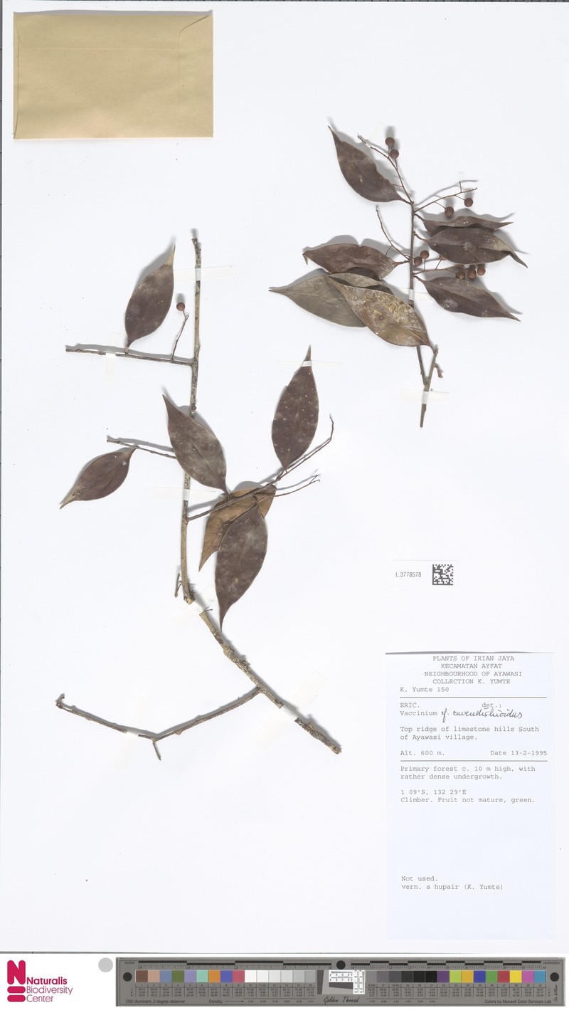 Vaccinium cavendishioides photo 2
