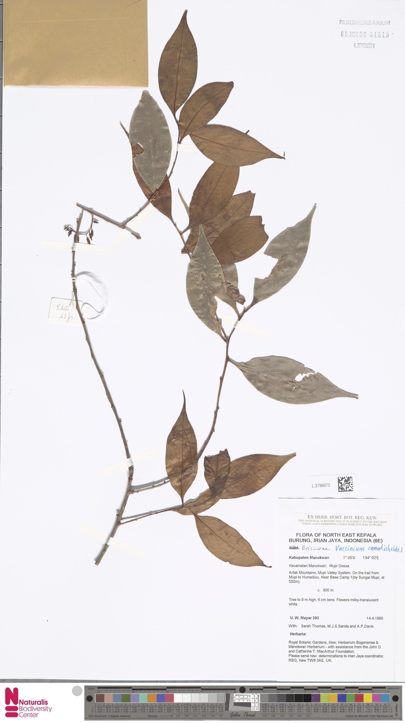 Vaccinium cavendishioides photo 3