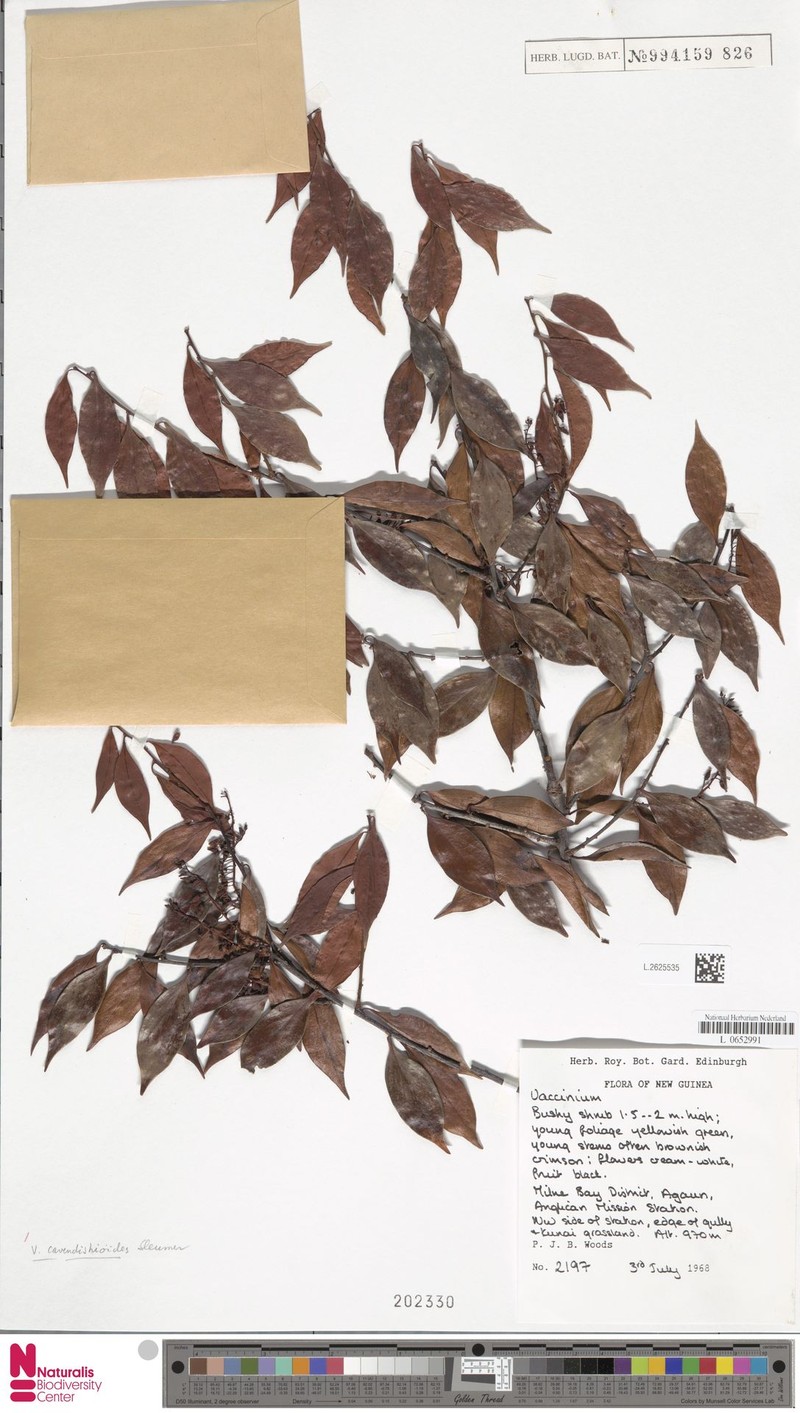 Vaccinium cavendishioides photo 4