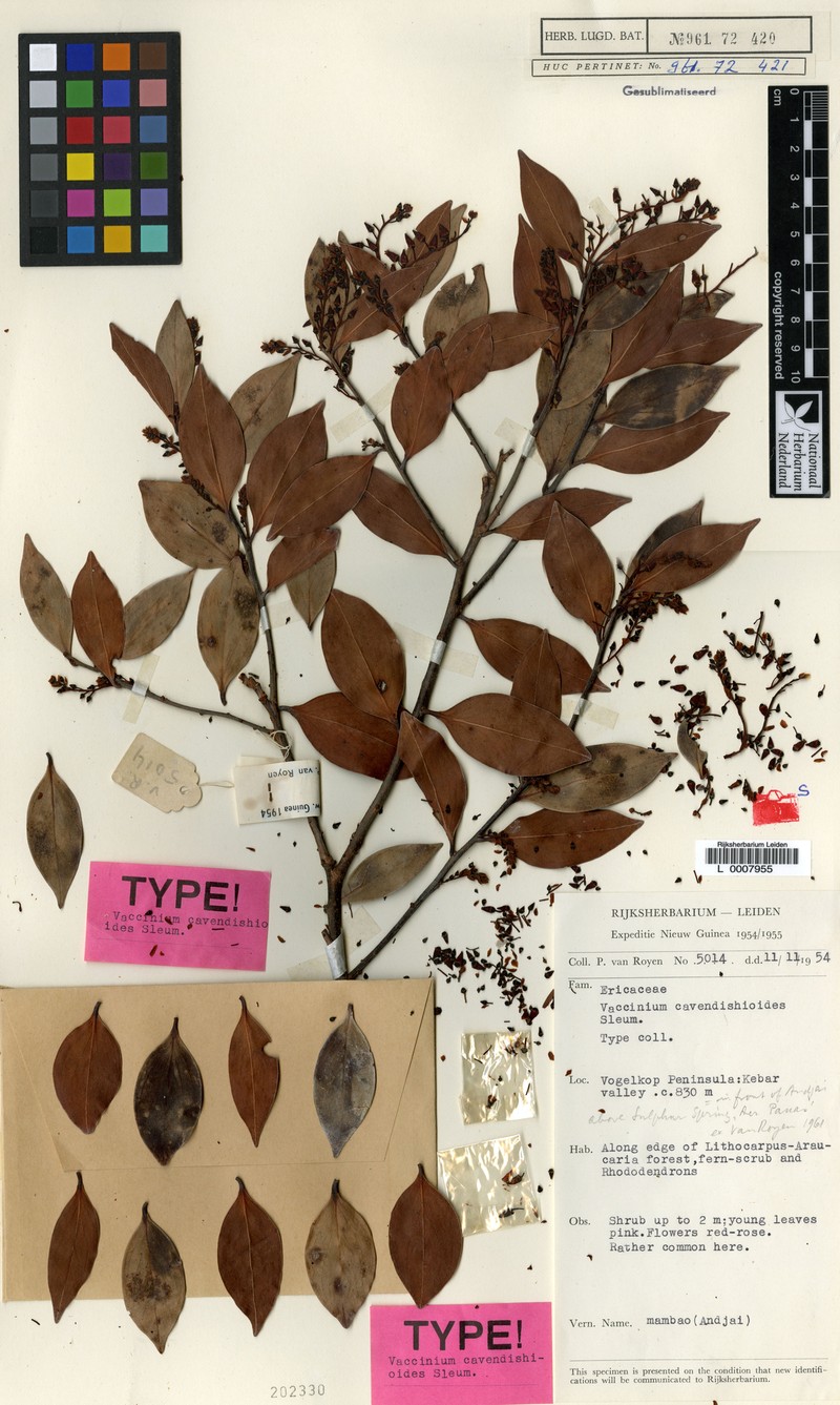 Vaccinium cavendishioides photo 5