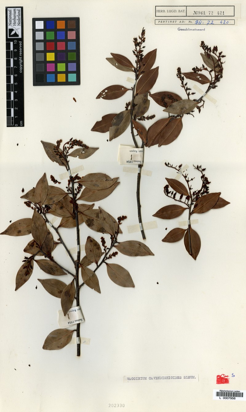 Vaccinium cavendishioides photo 6