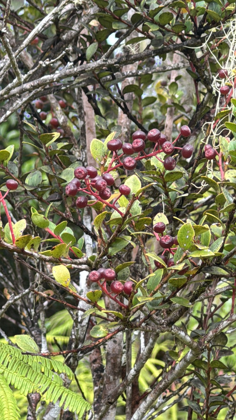 Vaccinium centrocelebicum