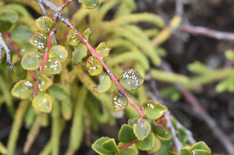 Vaccinium centrocelebicum photo 2