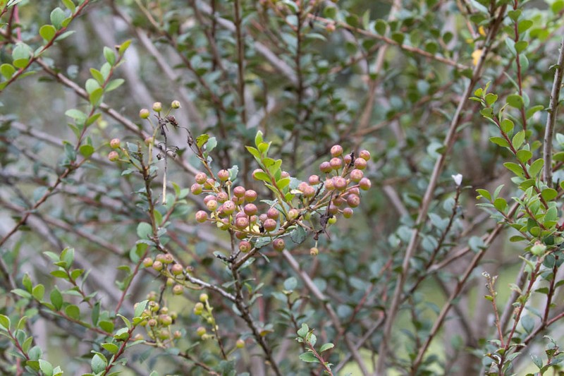 Vaccinium centrocelebicum photo 3