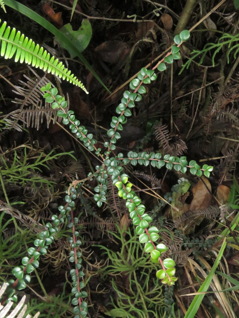 Vaccinium centrocelebicum photo 4