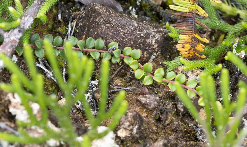 Vaccinium centrocelebicum photo 5
