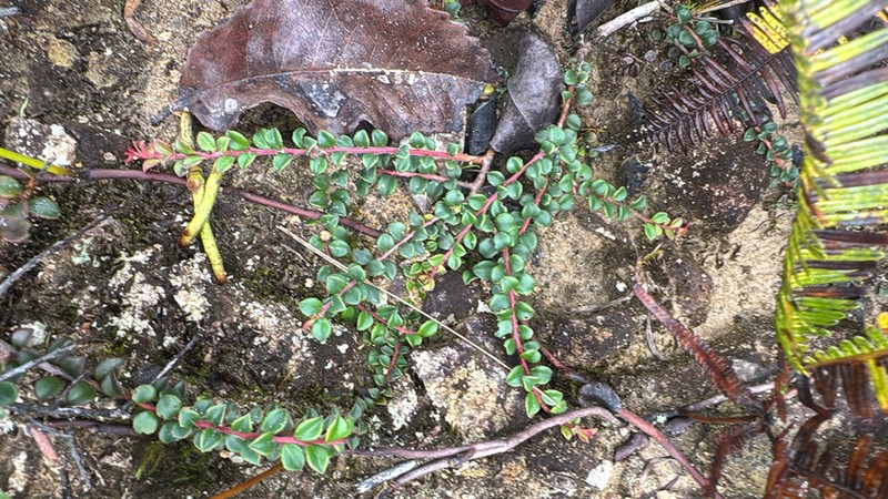 Vaccinium centrocelebicum photo 6