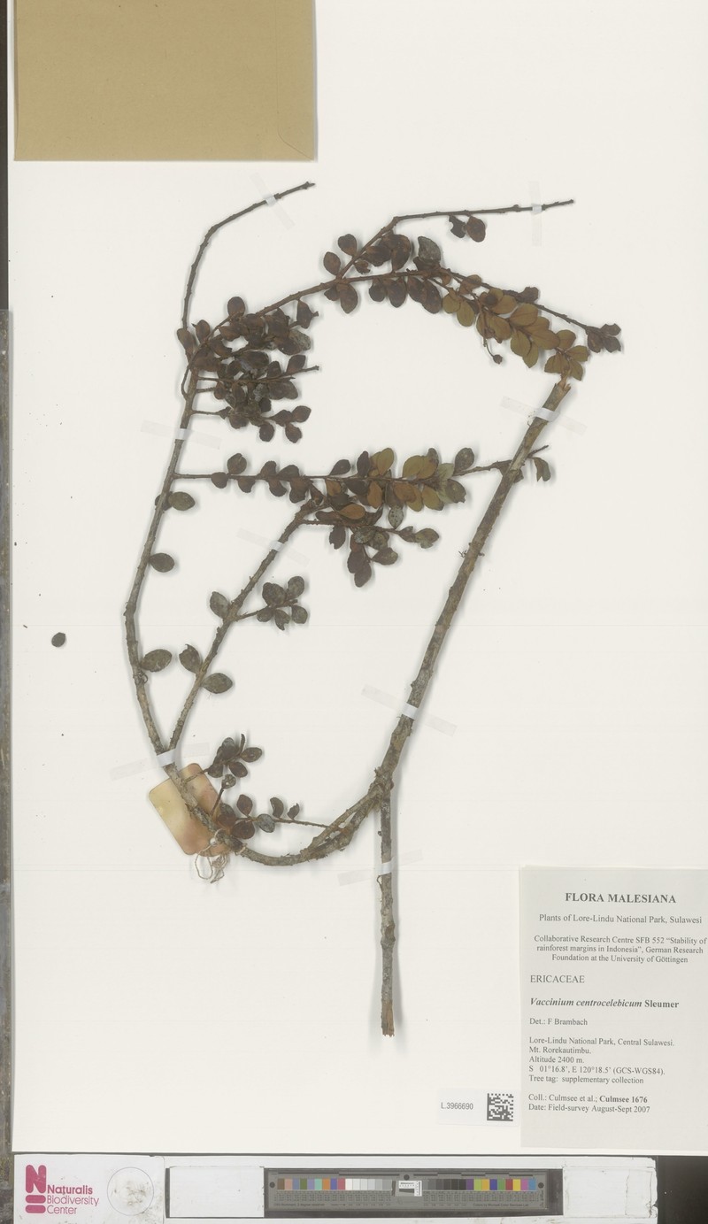 Vaccinium centrocelebicum photo 7