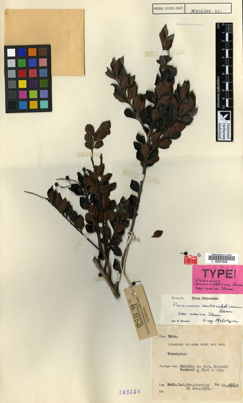 Vaccinium centrocelebicum var. majus