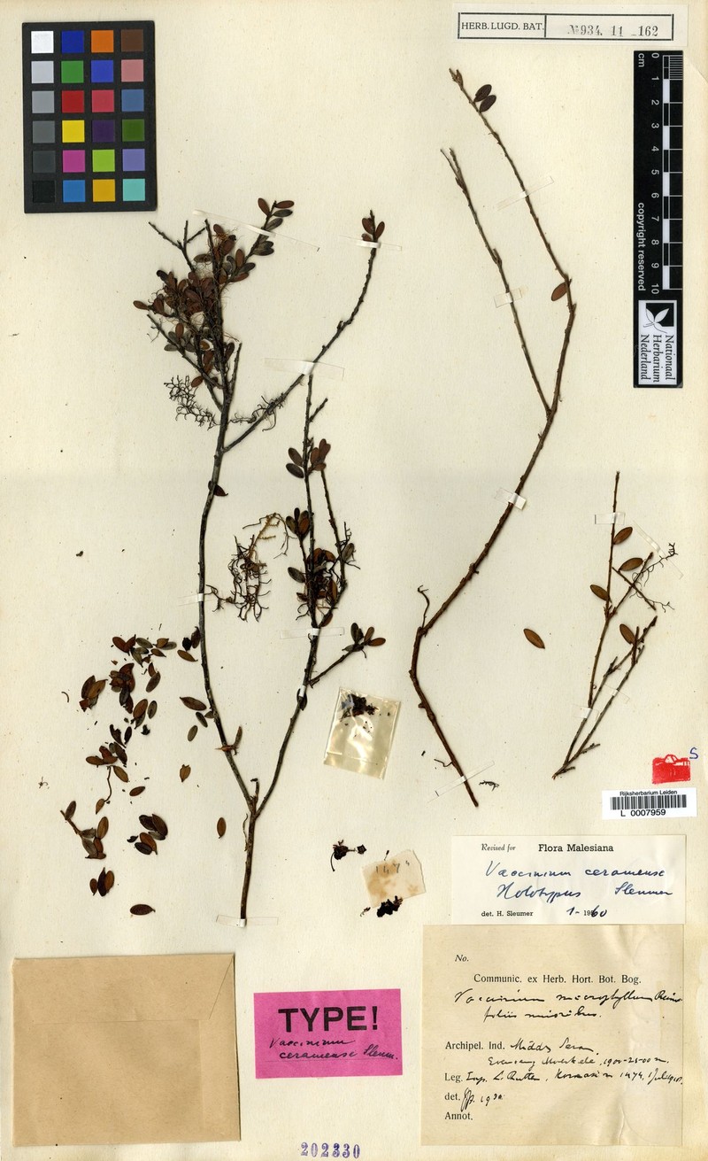 Vaccinium ceramense