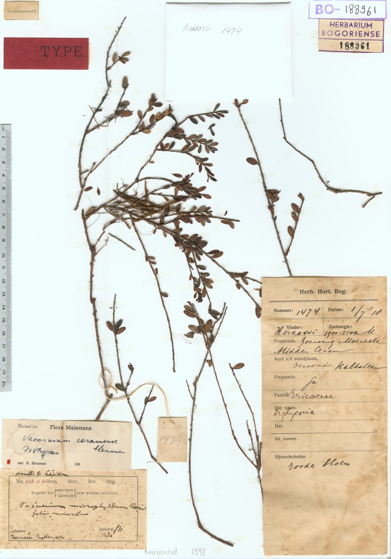 Vaccinium ceramense photo 2