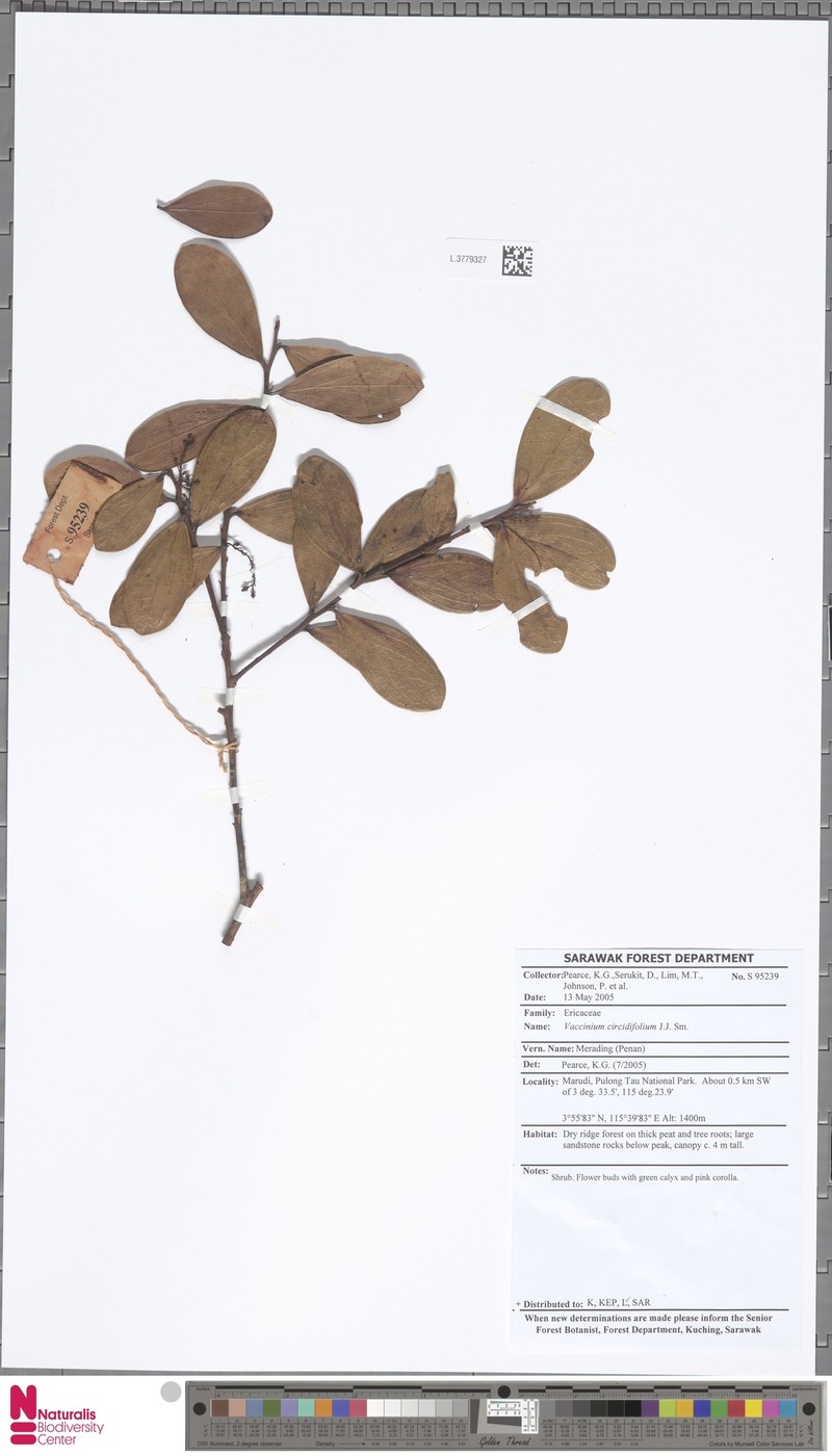 Vaccinium cercidifolium