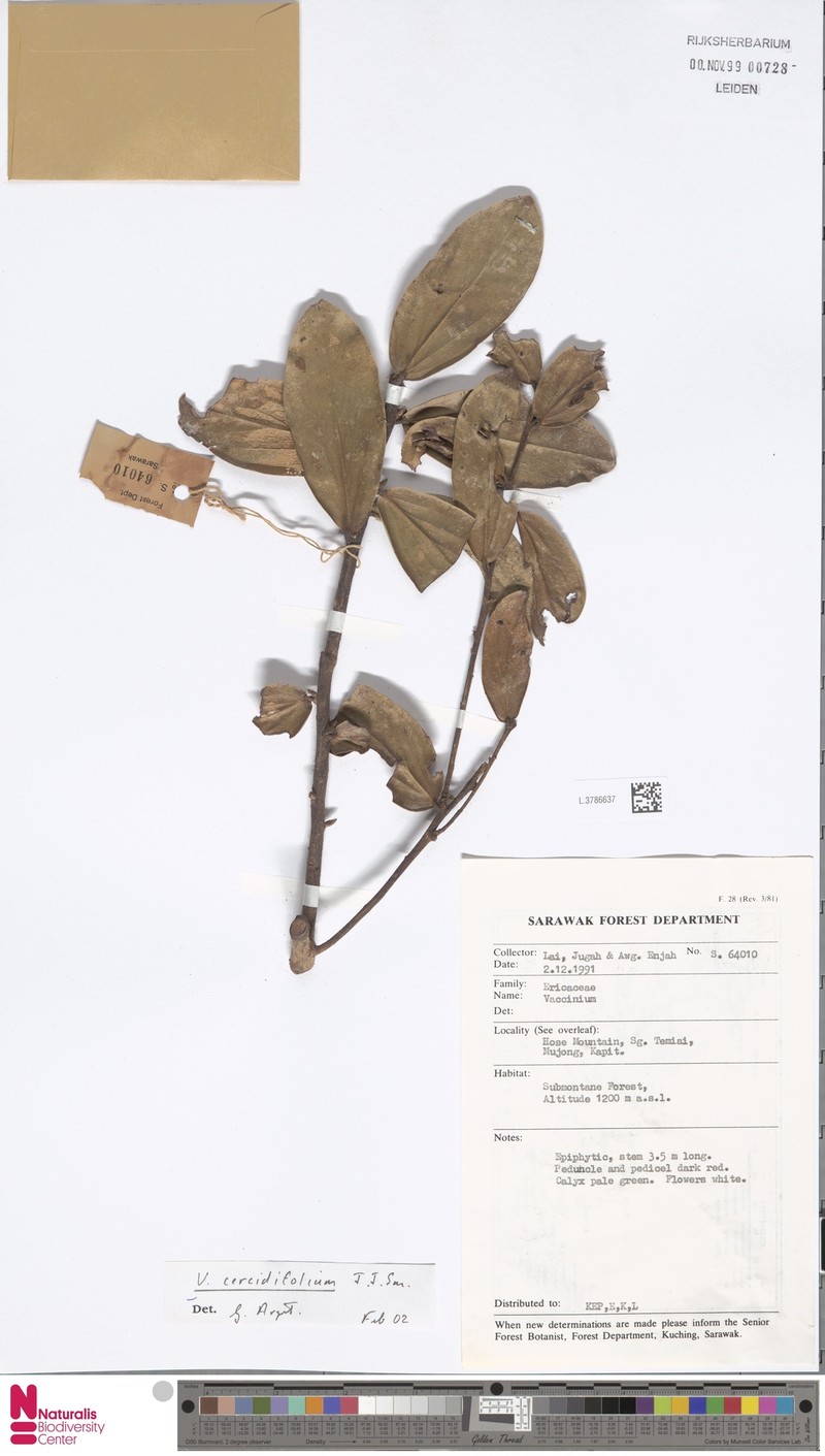 Vaccinium cercidifolium photo 2