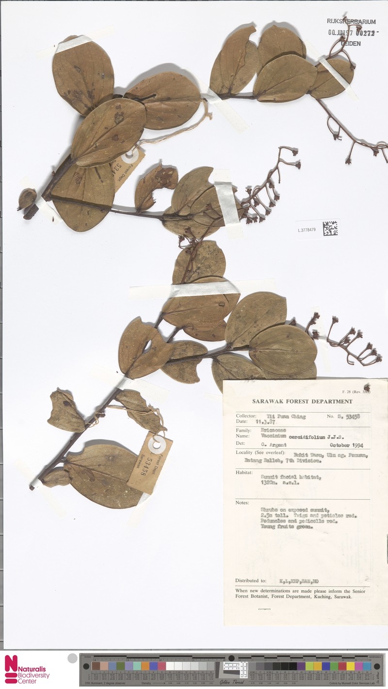 Vaccinium cercidifolium photo 3