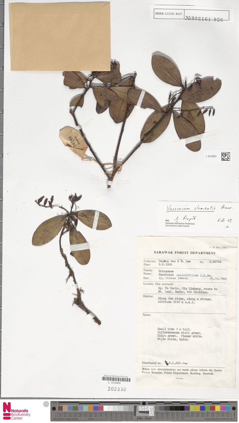 Vaccinium cercidifolium photo 4